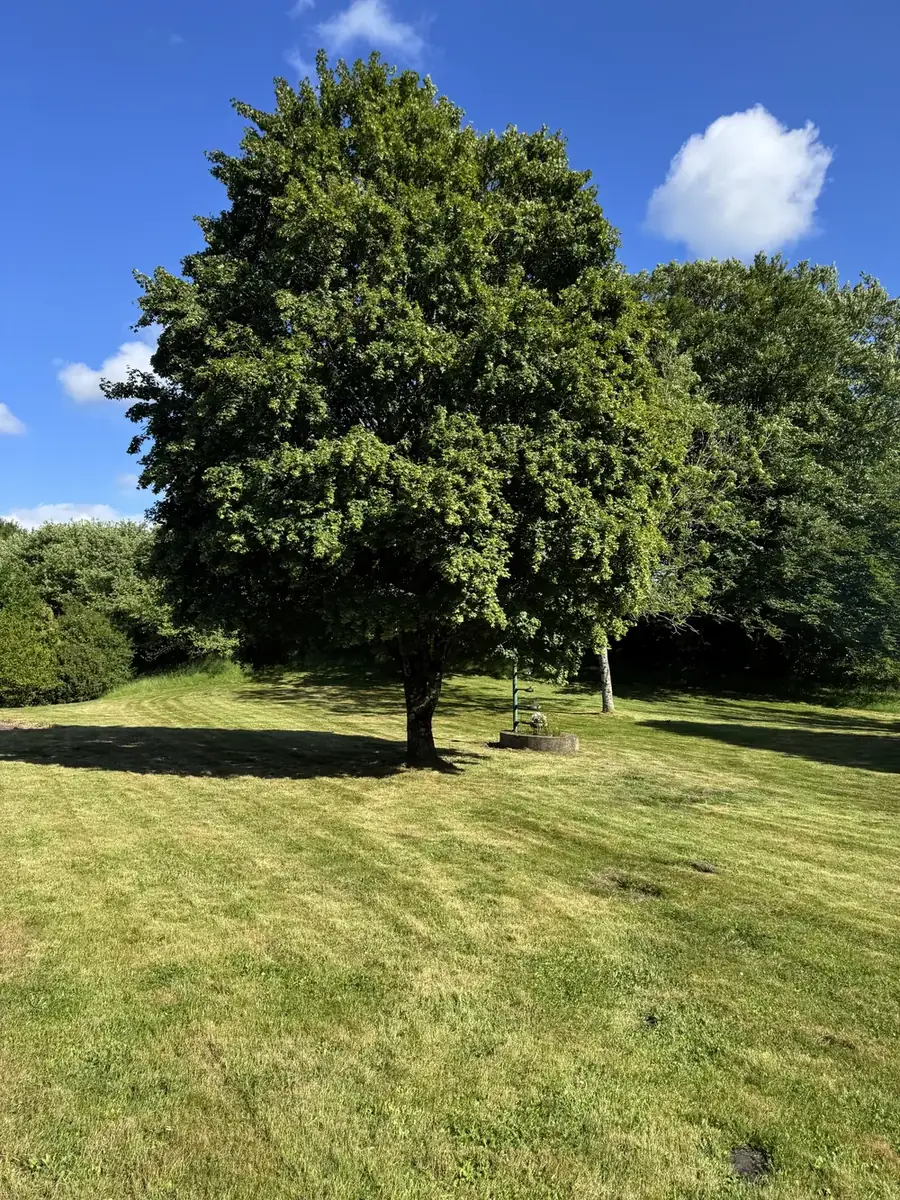 Grand arbre du parc de Tromelin